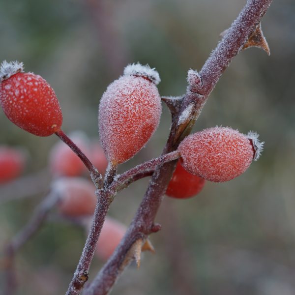 Mini-kleiner Weihnachtsmarkt